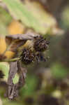 Lesser burdock